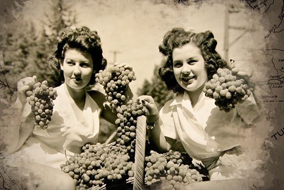 カリフォルニアレーズン　27体 カリフォルニア産 ノンオイルレーズン ≪500g≫の通販｜ドライフルーツ