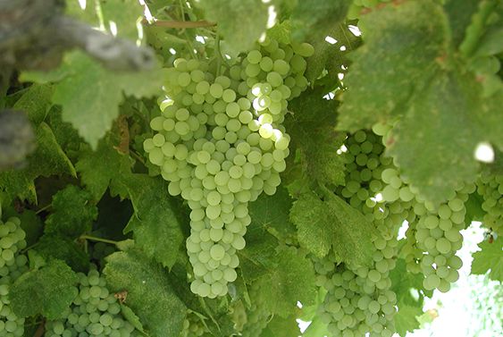 カリフォルニアレーズン 【ステージなどなど】 レーズン(カリフォルニア) / 500g | ドライフルーツ・加工野菜・果物